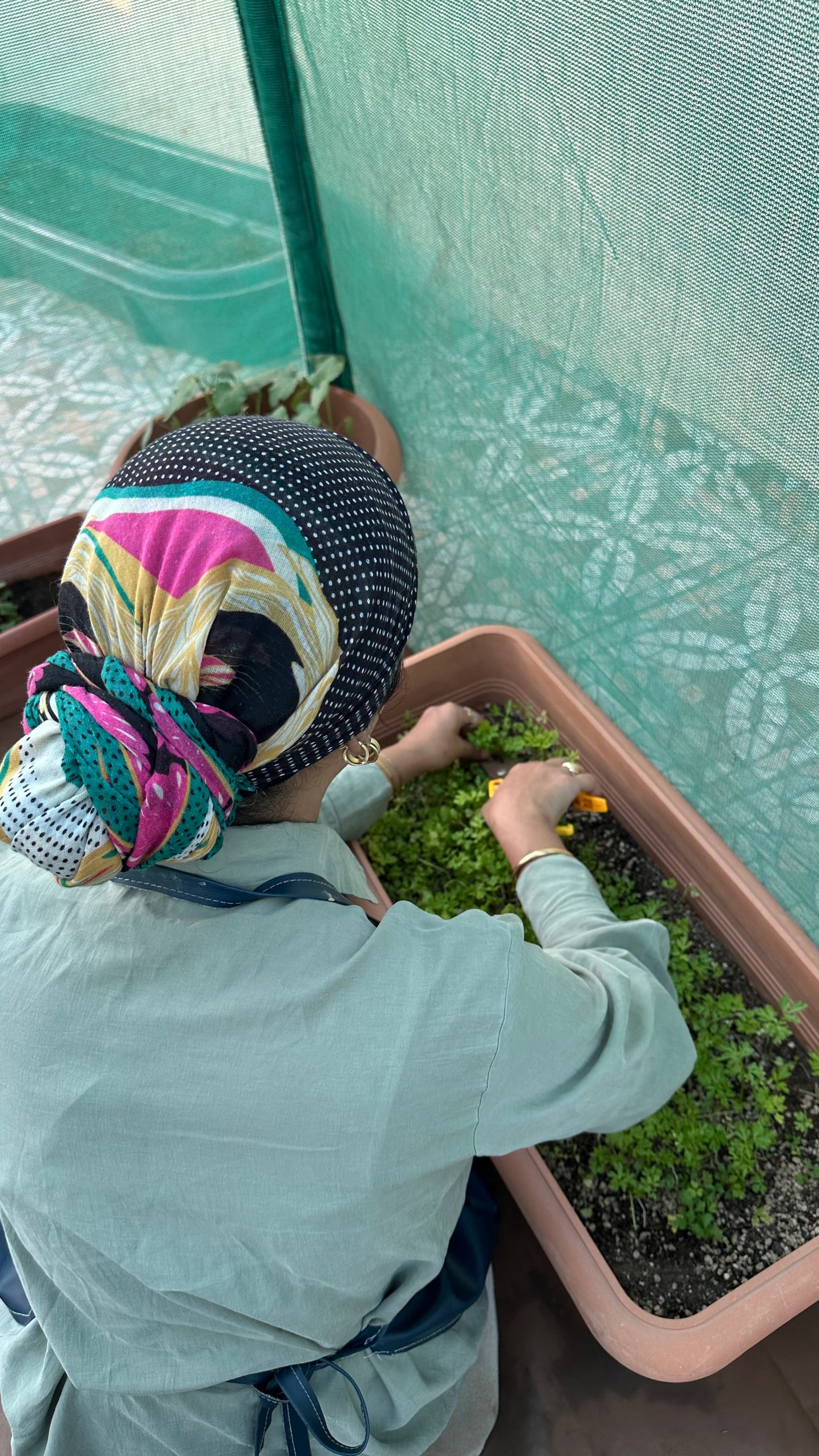 🌍From Seed to plant to coloring your pot - ازرع و لون : اساسيات الزراعة