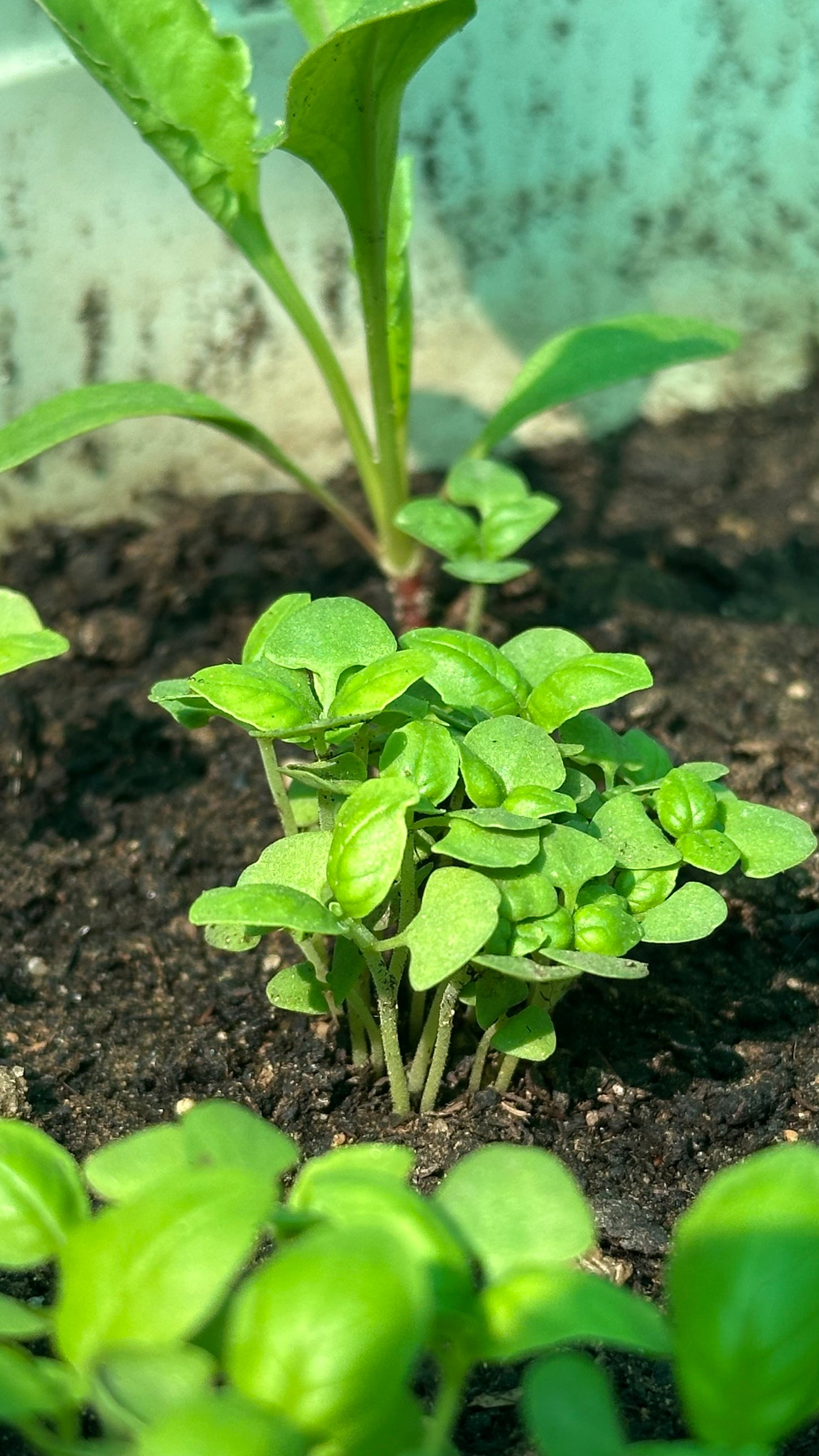 🌍From Seed to plant to coloring your pot - ازرع و لون : اساسيات الزراعة